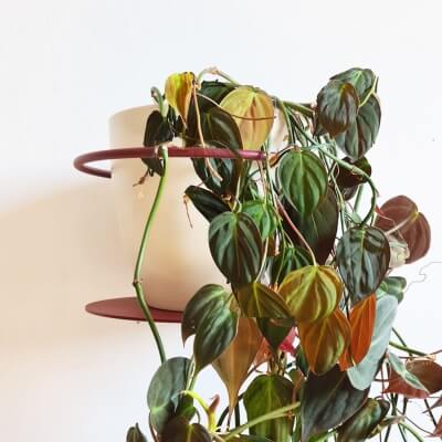 Bujnie SU Blumentopf Wandhalter Metall schwarz 2