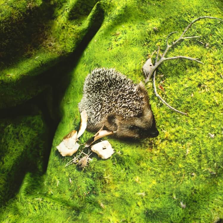 Foonka Moos Bettwäsche mit Igel Hayka Design