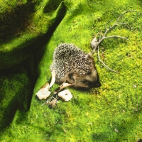 Foonka Moos Bettwäsche mit Igel Hayka Design