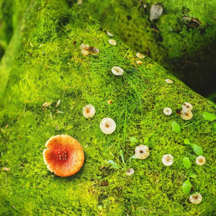 Grüne Wald Bettwäsche Moos Hayka von Foonka