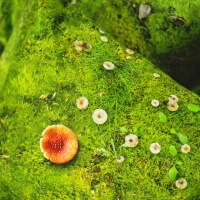 Grüne Wald Bettwäsche Moos Hayka von Foonka