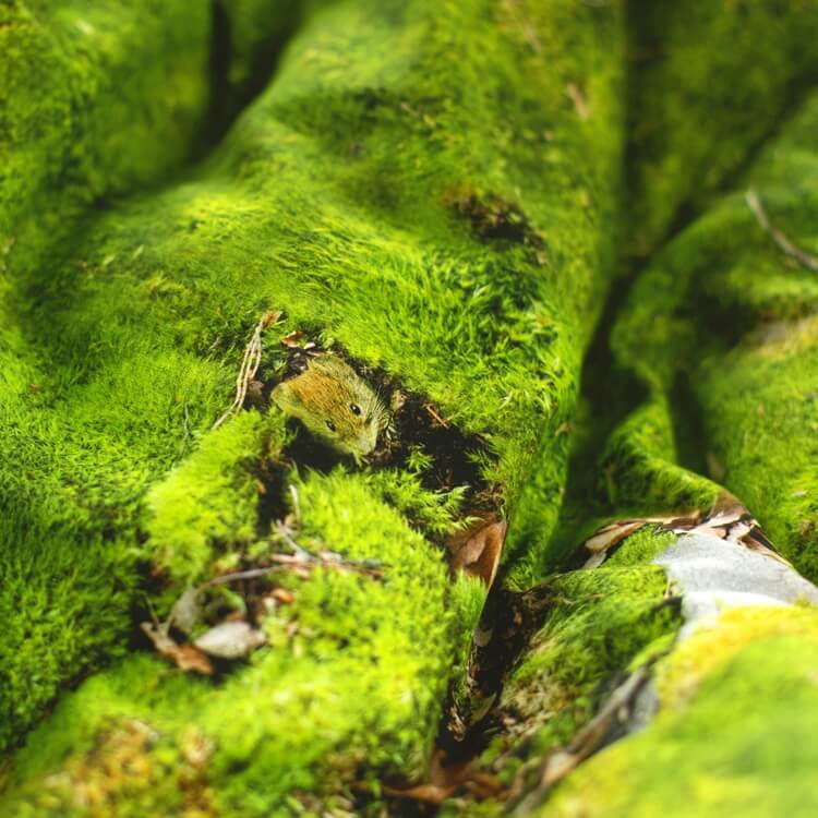 Hayka Moos Bettwäsche Waldgrün Foonka