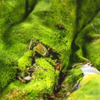 Hayka Moos Bettwäsche Waldgrün Foonka