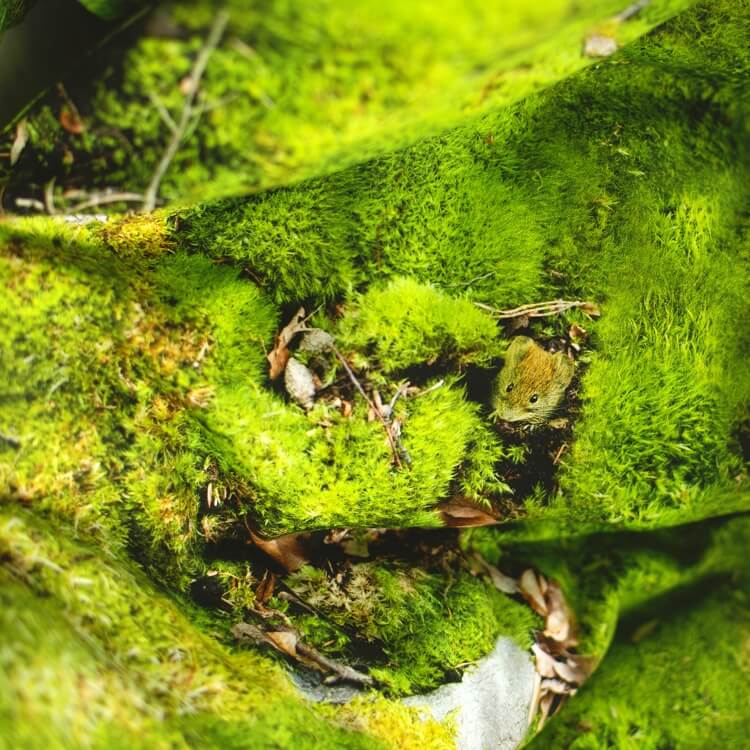 Realistische Moos Bettwäsche Hayka von Foonka