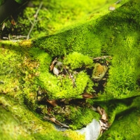 Realistische Moos Bettwäsche Hayka von Foonka