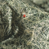 Heu Bettwäsche mit Marienkäfer Hayka von Foonka