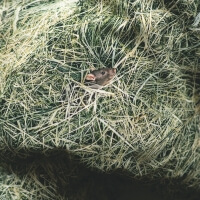 Maus in Hayka Heu Bettwäsche von Foonka