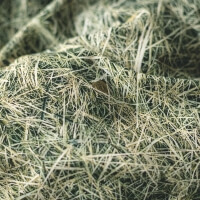 Finde den Schatz in Heu Bettwäsche Hayka von Foonka