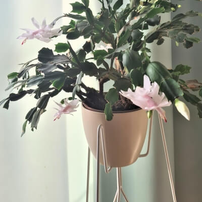 Bujnie Flo Blumenständer Metall schwarz 60 cm 2