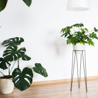 Pflanzenständer 70 cm hoch Metall Bujnie Neo